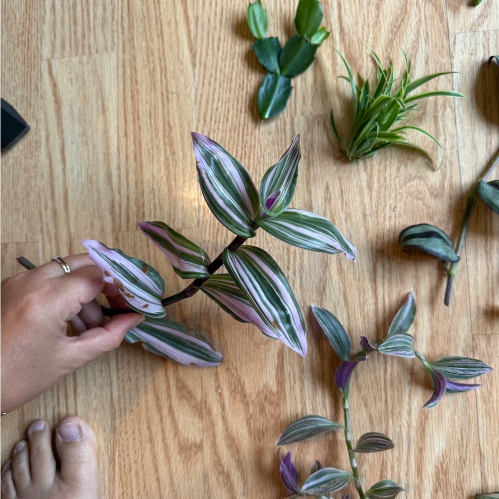 Plant Cuttings - Picture 4 of 8
